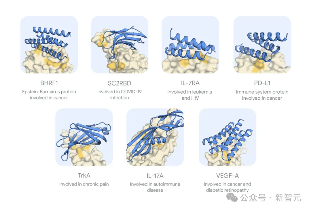 谷歌DeepMind祭出蛋白质设计新AI，有望攻克癌症！蛋白亲和力暴增300倍 第10张
