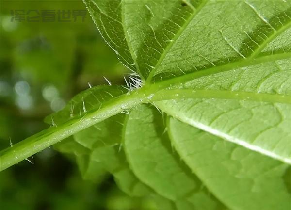 长满毛刺还有毒的荨麻：一小哥愣是30分钟生吃35米 第5张